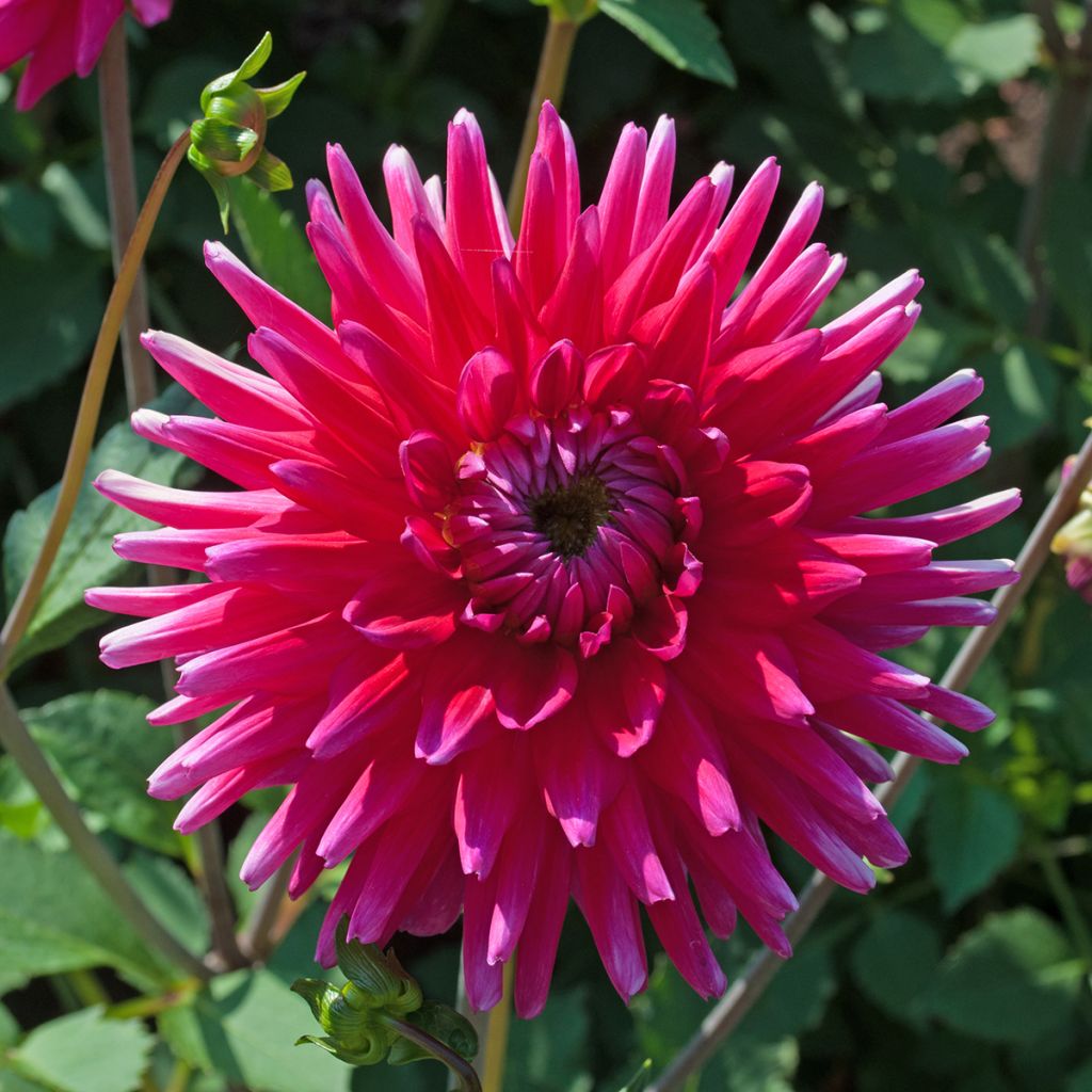 Dahlia cactus Orfeo