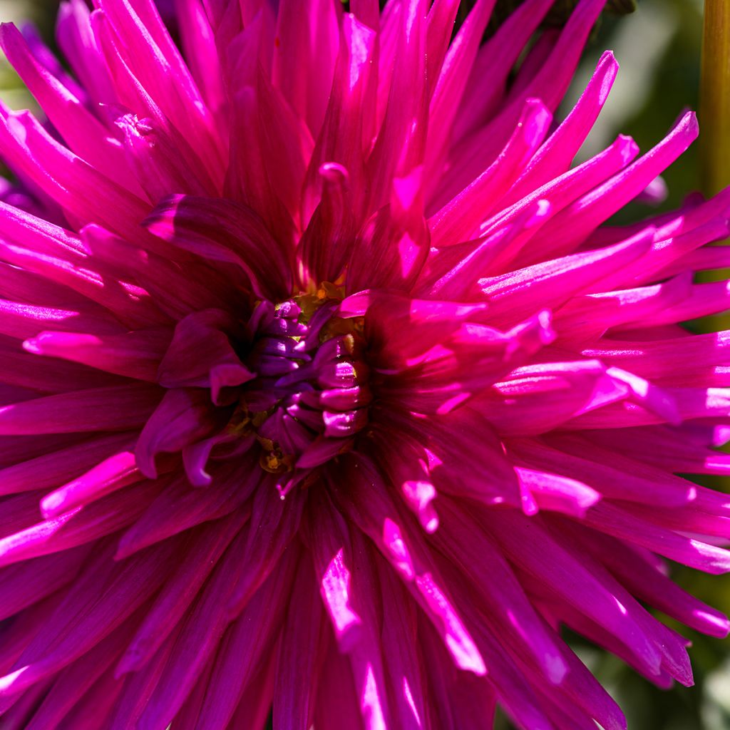 Dahlia cactus Orfeo