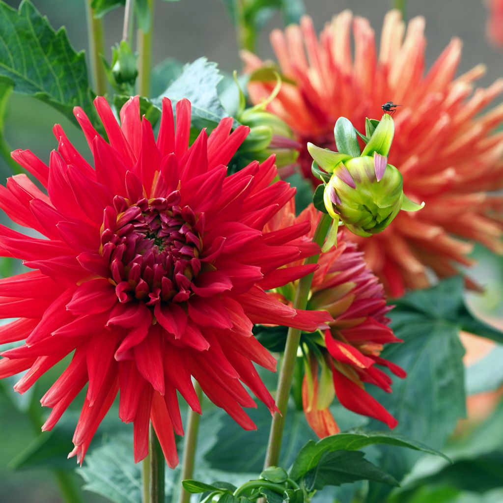 Dahlia cactus Red Majorette