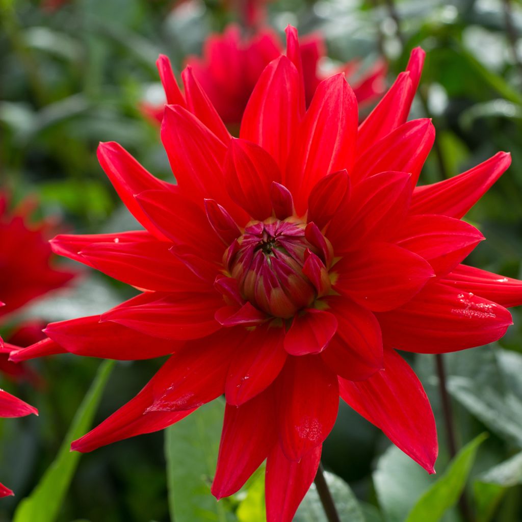 Dahlia cactus Red Majorette