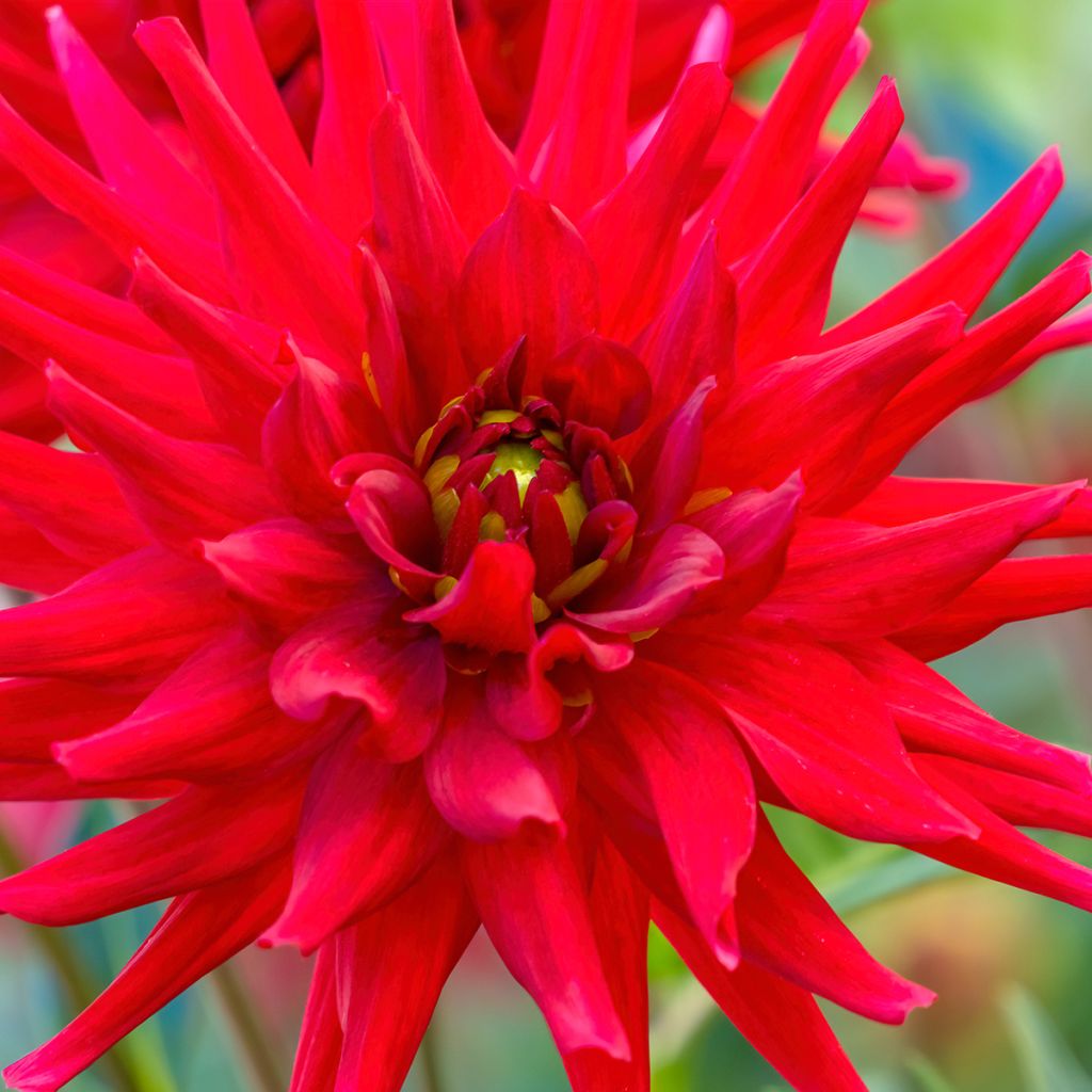 Dahlia cactus Red Majorette