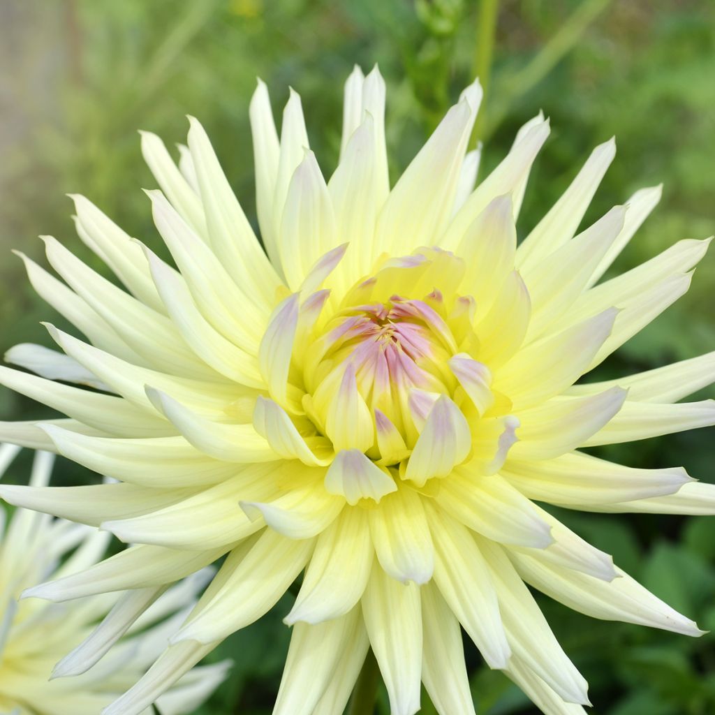 Dahlia cactus Shooting Star