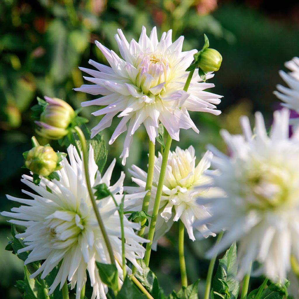 Dahlia cactus Shooting Star