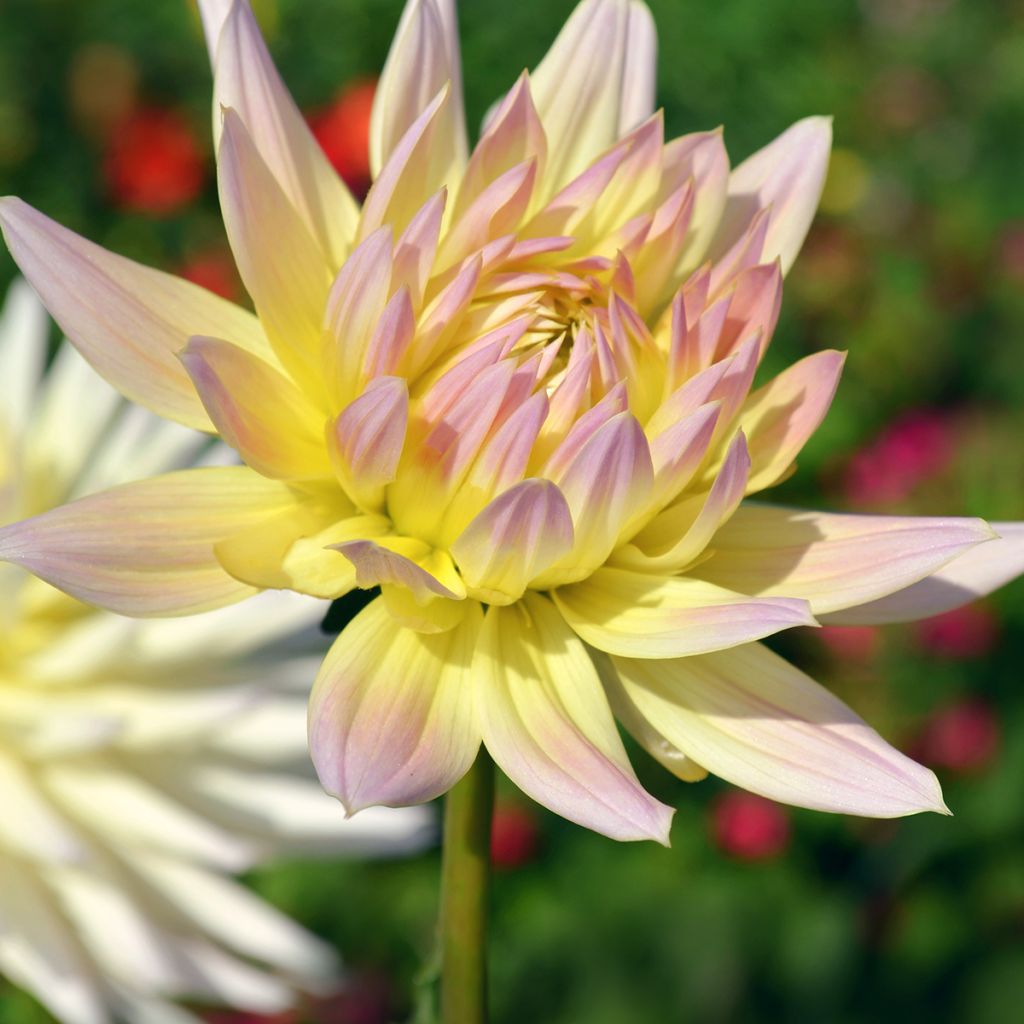 Dahlia cactus Shooting Star