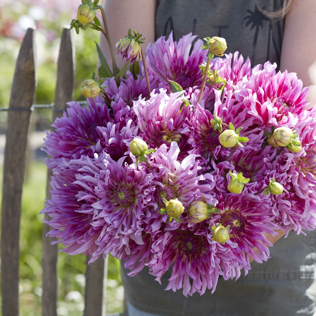 Dahlia cactus Torsade