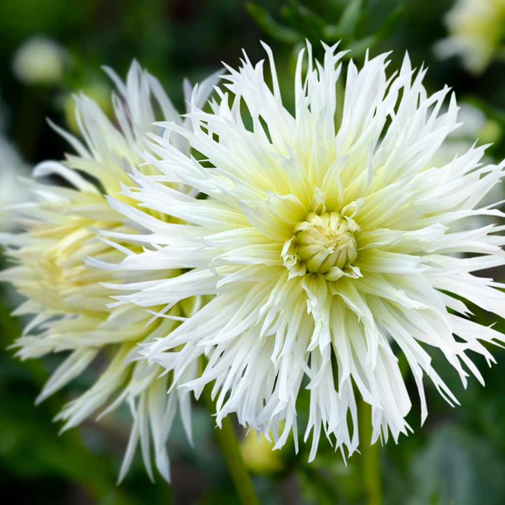 Dahlia cactus dentelle Ice Crystal