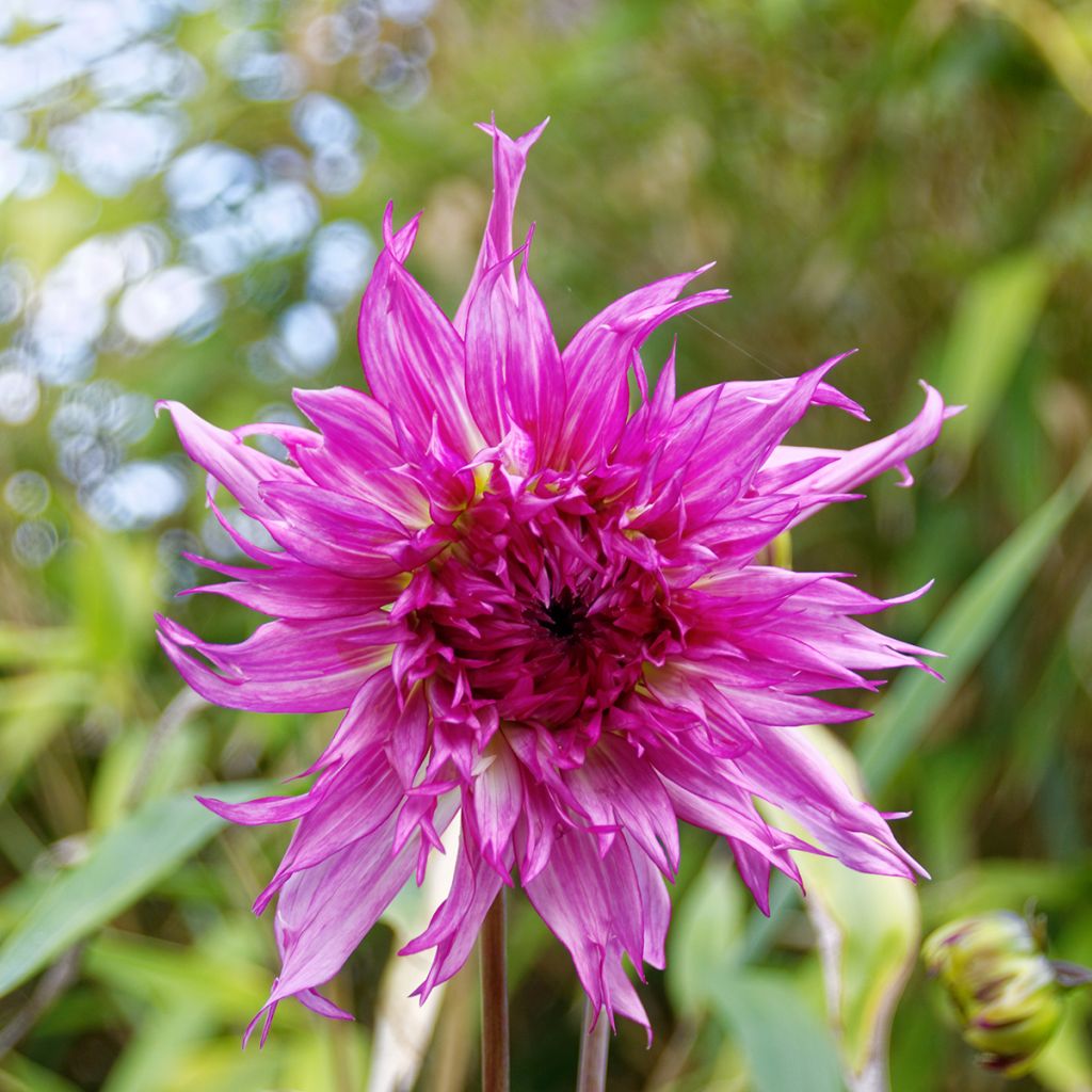 Dahlia cactus dentelle Nadia Ruth