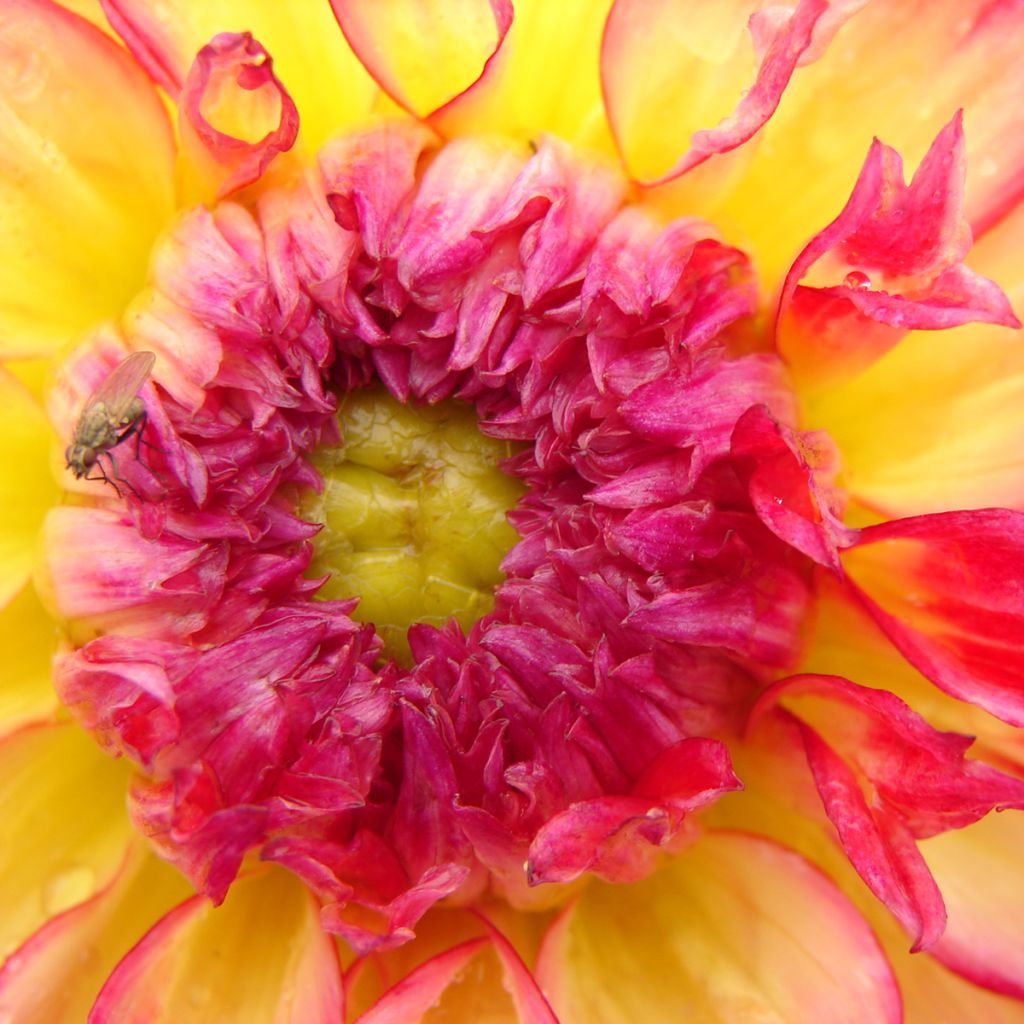 Dahlia cactus dentelle Nenekasi