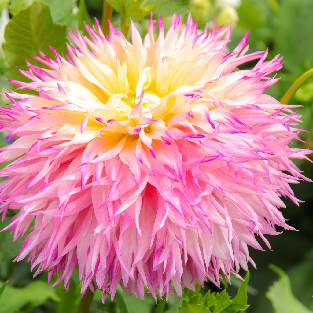 Dahlia cactus dentelle Nenekasi