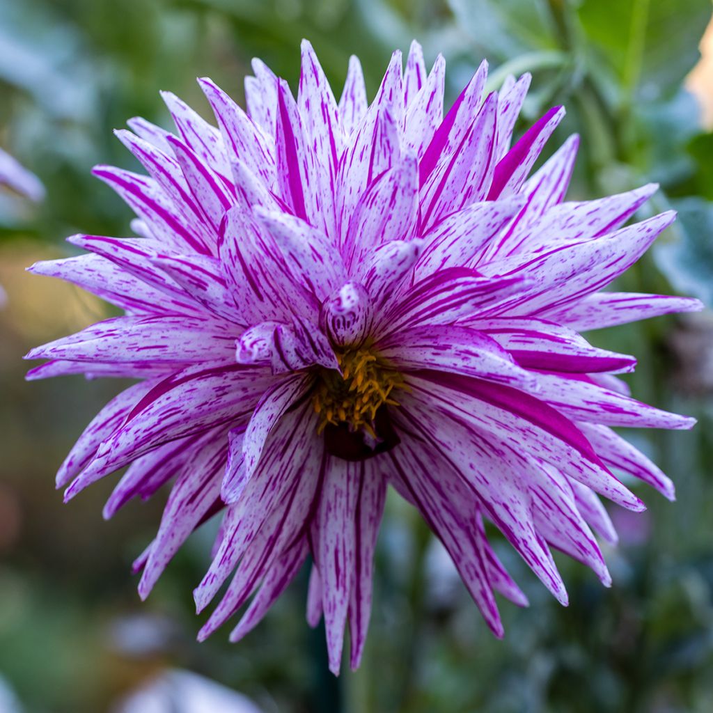 Dahlia cactus dentelle Striped Ambition