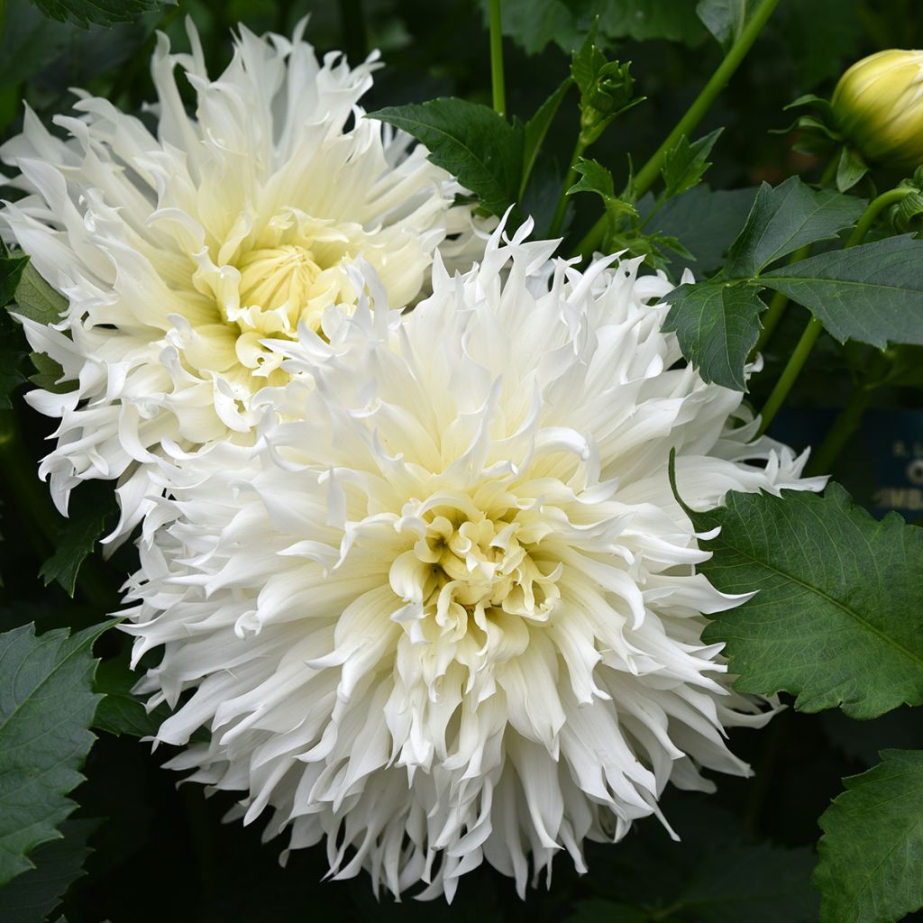 Dahlia cactus dentelle Tsuki Yori no Shisha