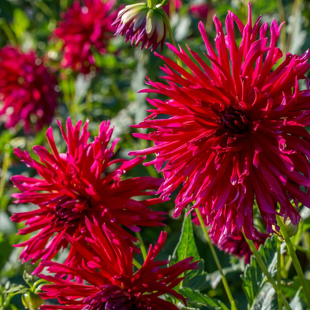 Dahlia cactus dentelle Urchin