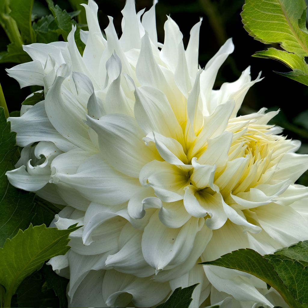 Dahlia cactus nain Aspen