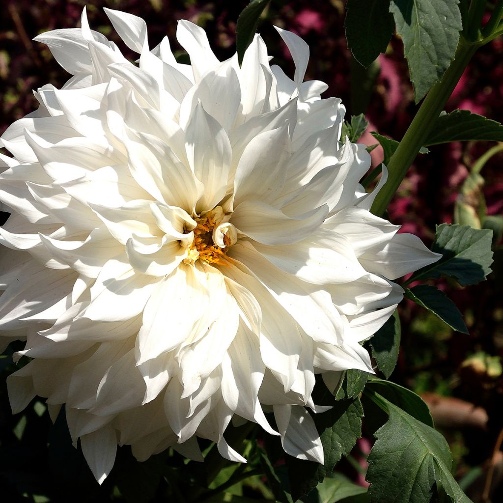 Dahlia cactus nain Aspen