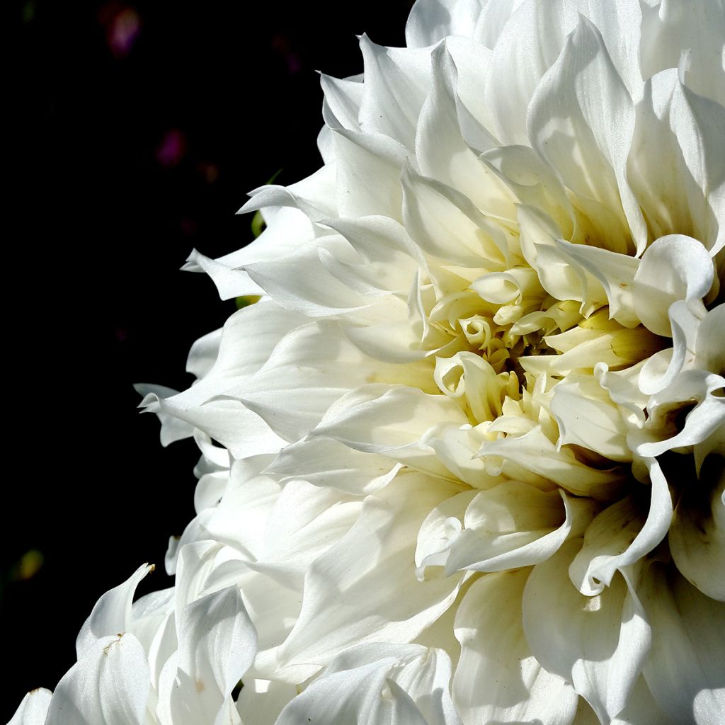 Dahlia cactus nain Aspen