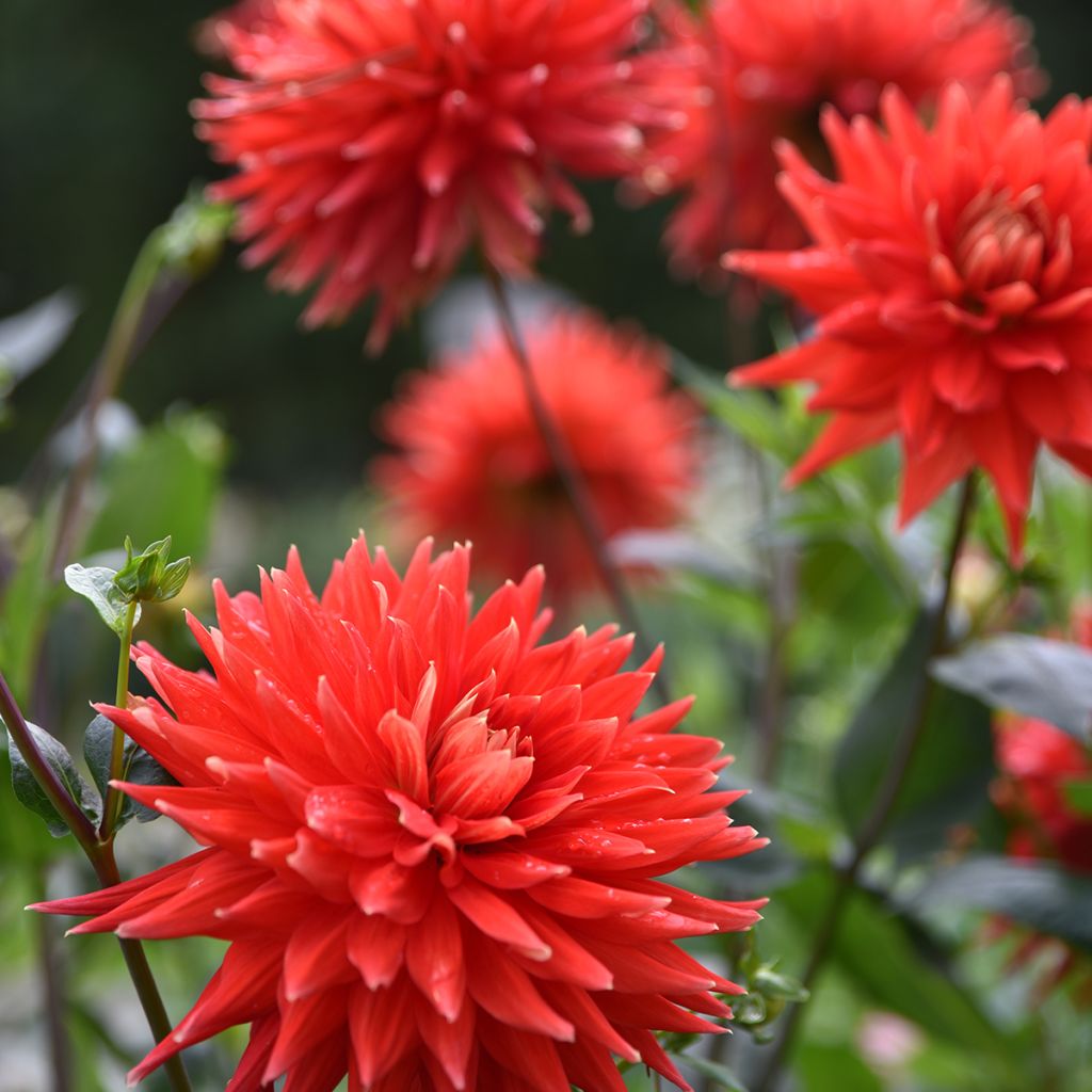 Dahlia cactus nain Park Idylle