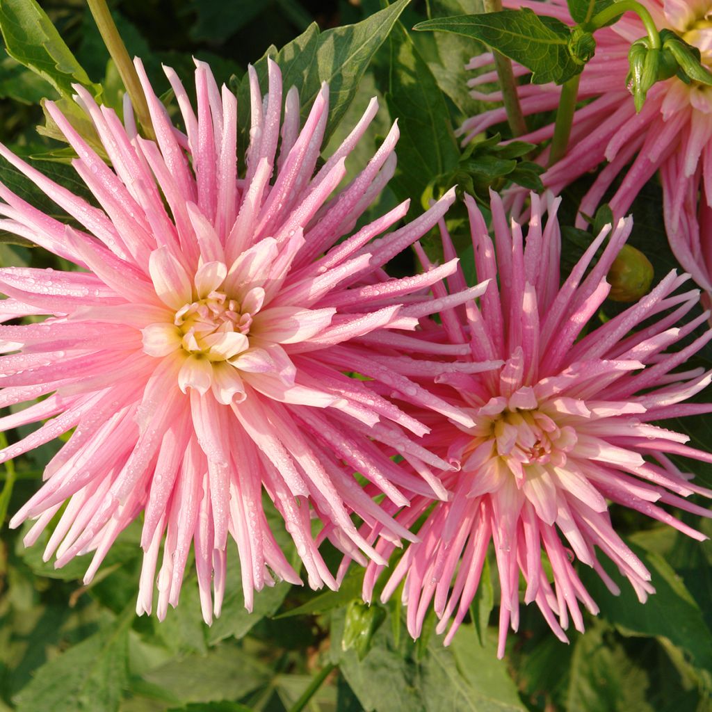 Dahlia cactus nain Park Princess