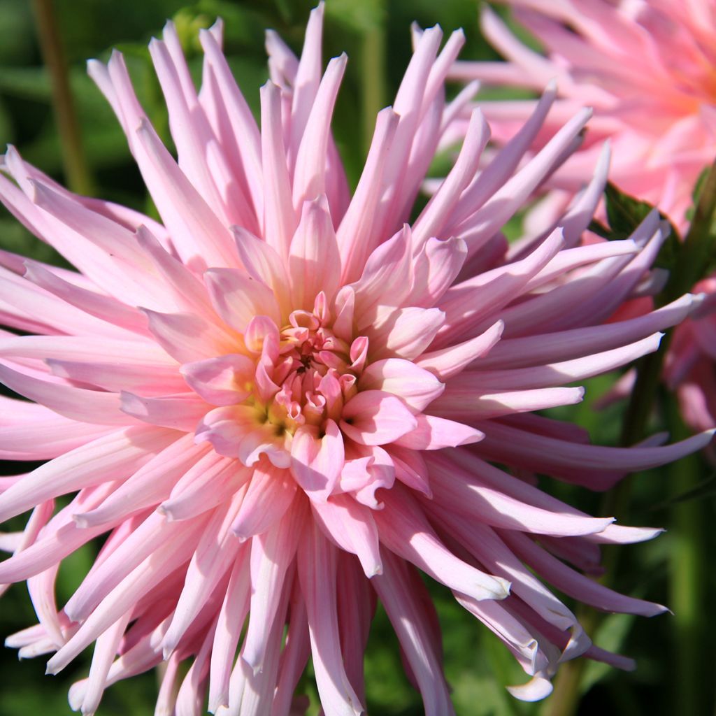 Dahlia cactus nain Park Princess