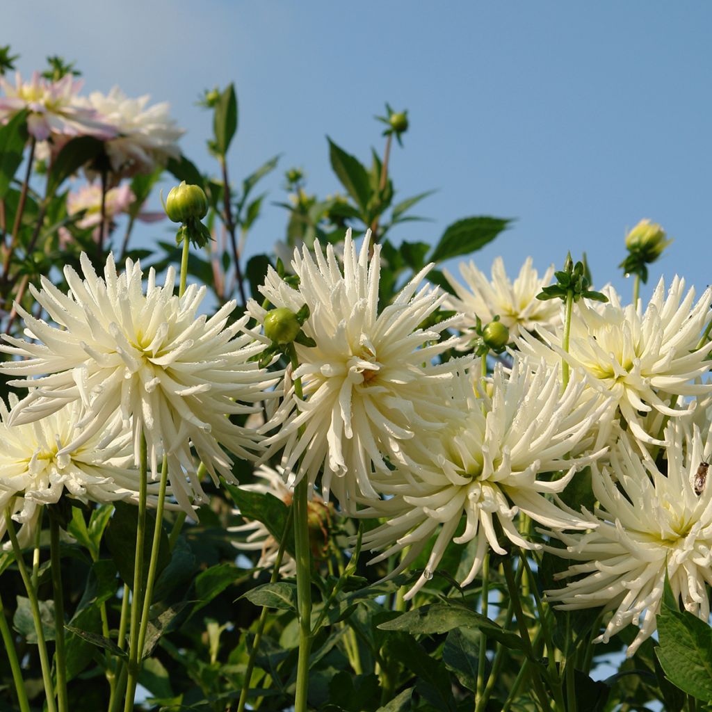 Dahlia cactus nain Playa Blanca