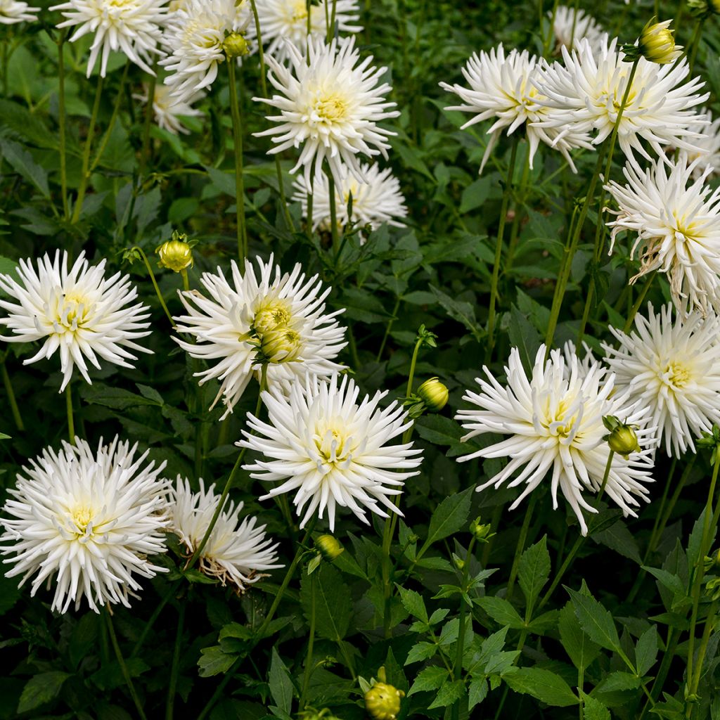 Dahlia cactus nain Playa Blanca