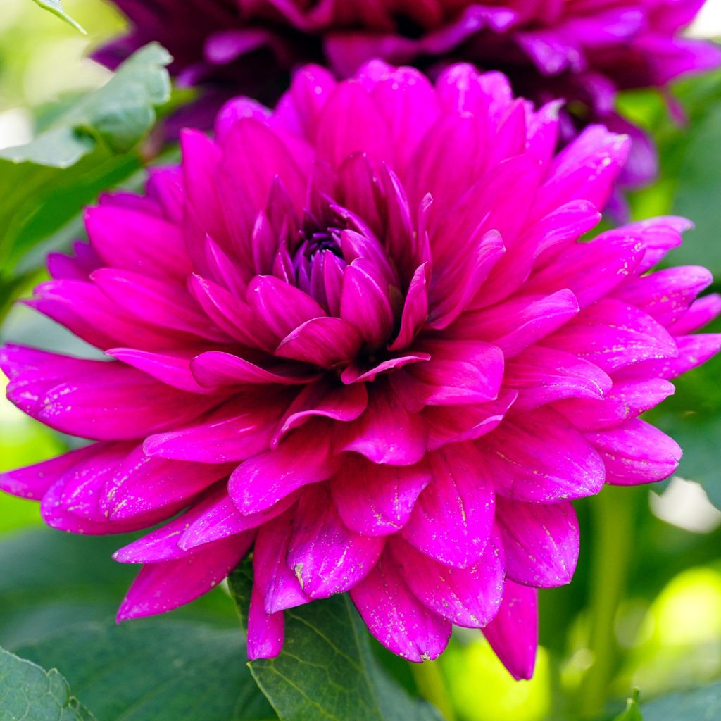 Dahlia camélia Berner Oberland