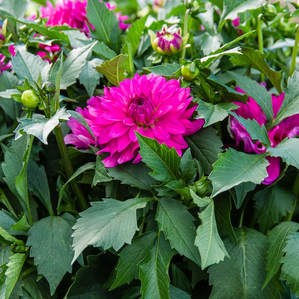 Dahlia camélia Berner Oberland