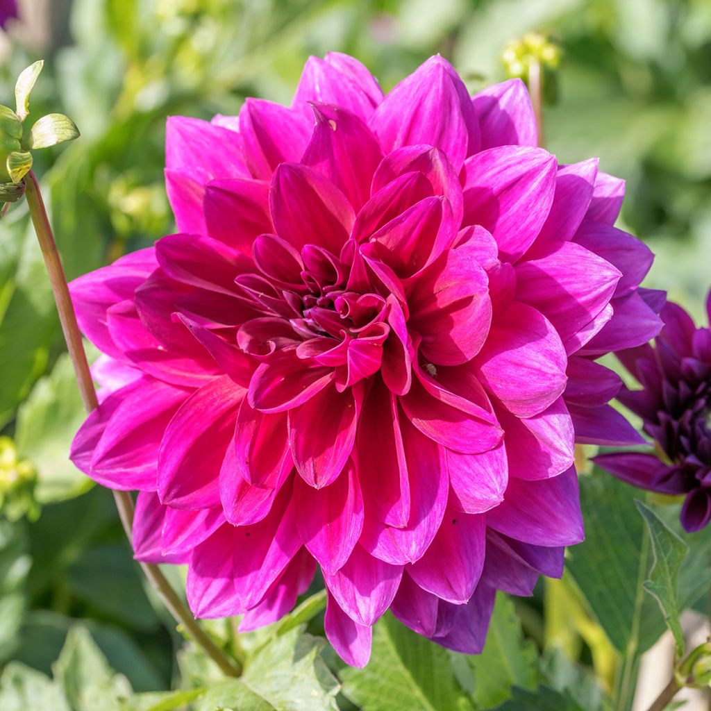 Dahlia camélia Berner Oberland