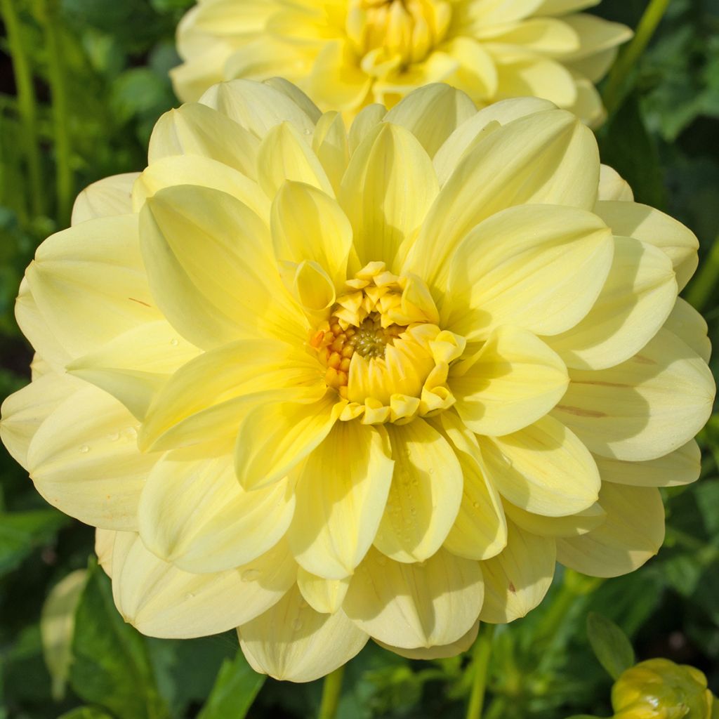 Dahlia camélia Glory of Heemstede