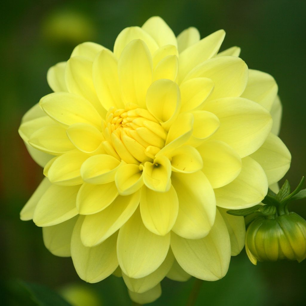 Dahlia camélia Glory of Heemstede