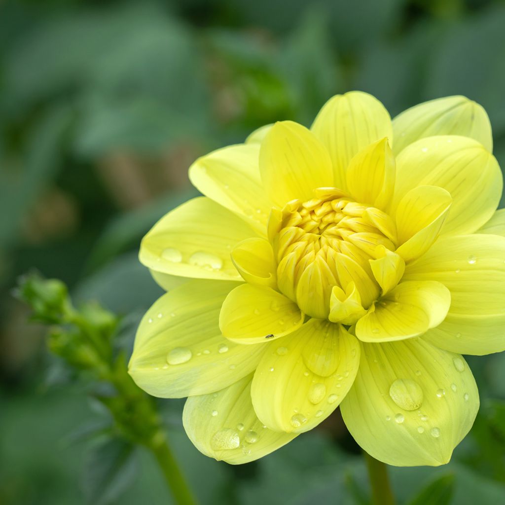 Dahlia camélia Glory of Heemstede