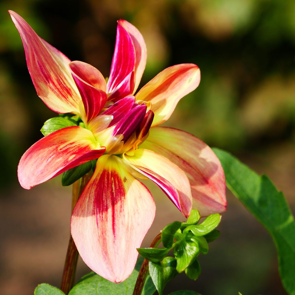 Dahlia camélia Happy Butterfly