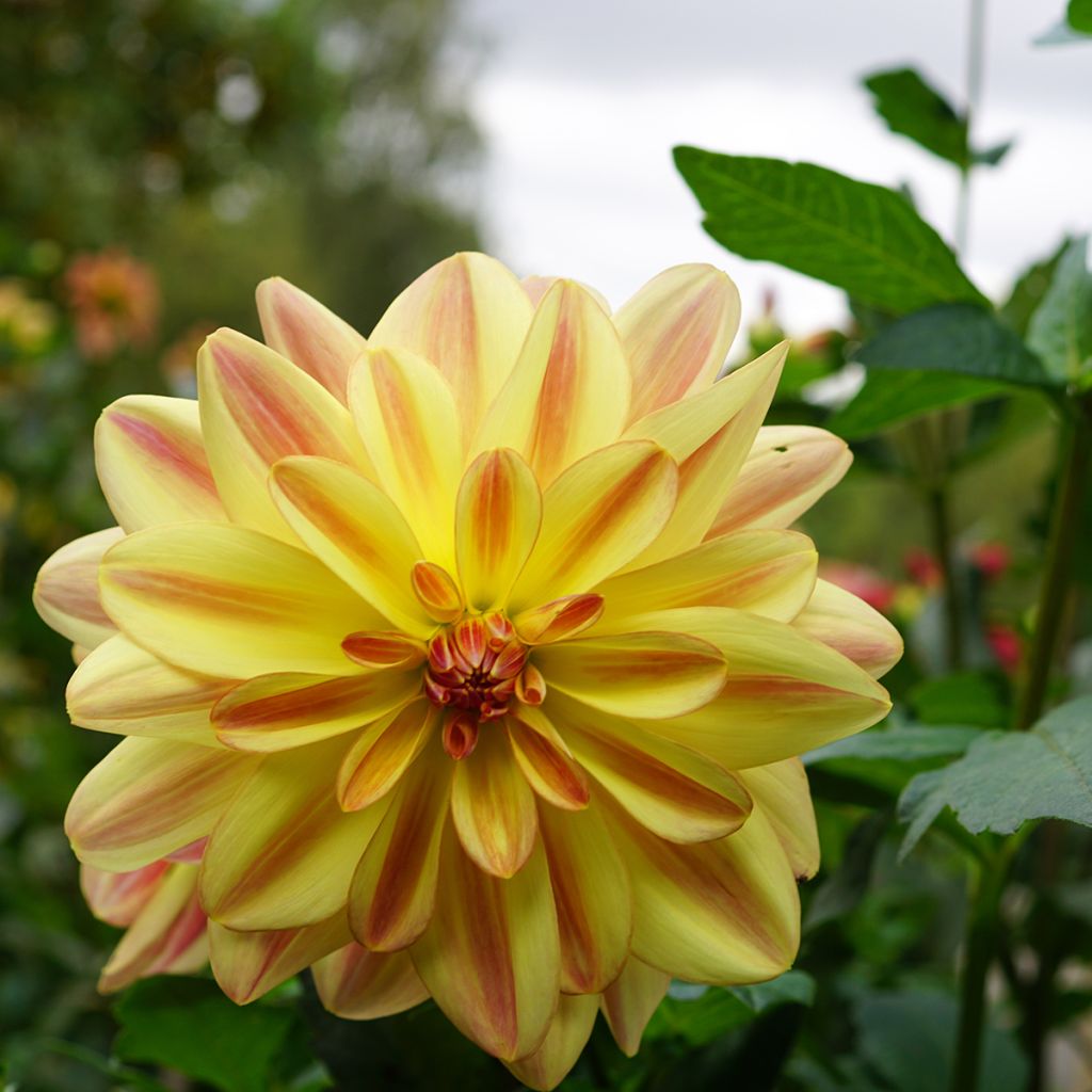 Dahlia camélia Happy Butterfly