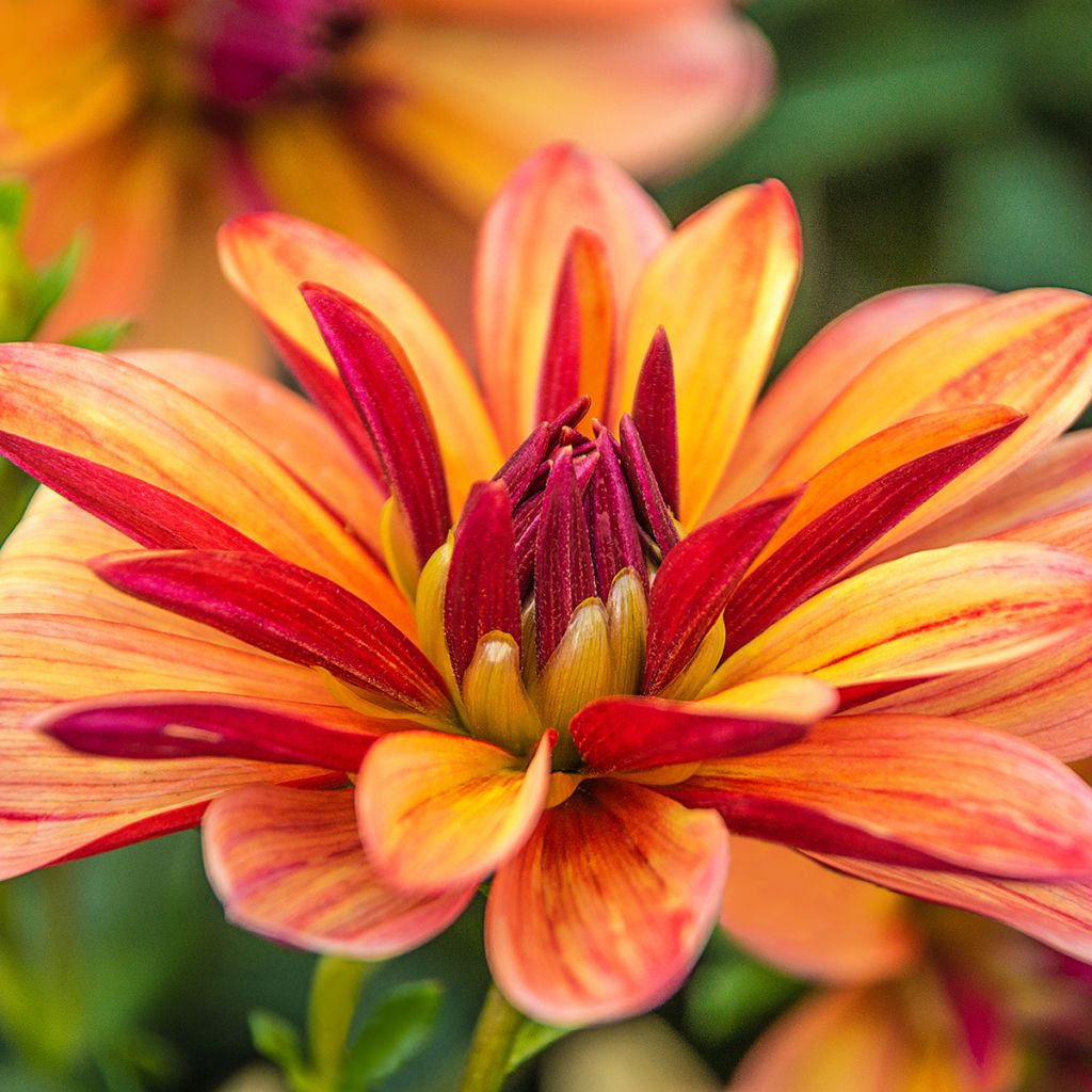 Dahlia camélia Happy Butterfly