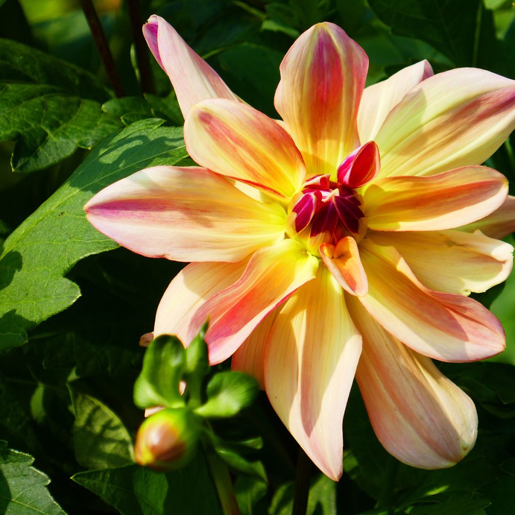 Dahlia camélia Happy Butterfly