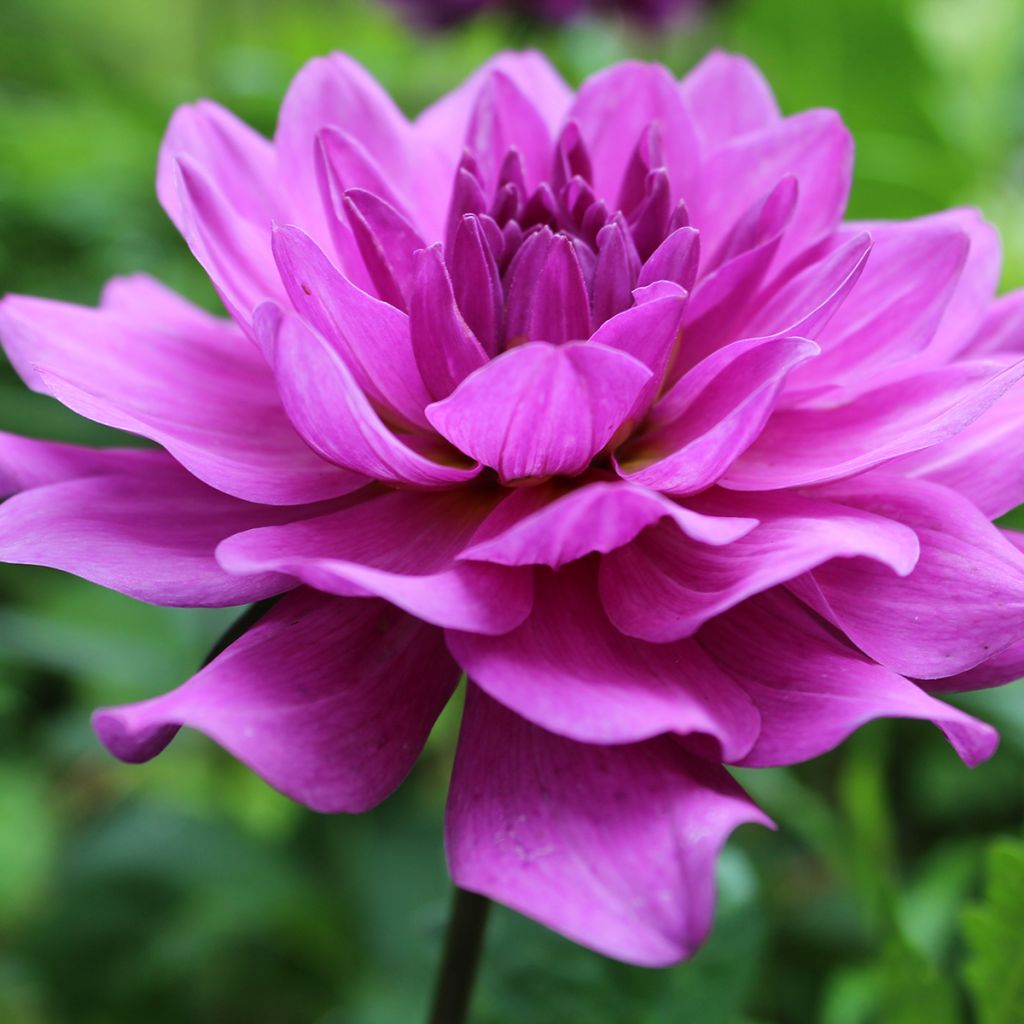 Dahlia camélia Karma Lagoon