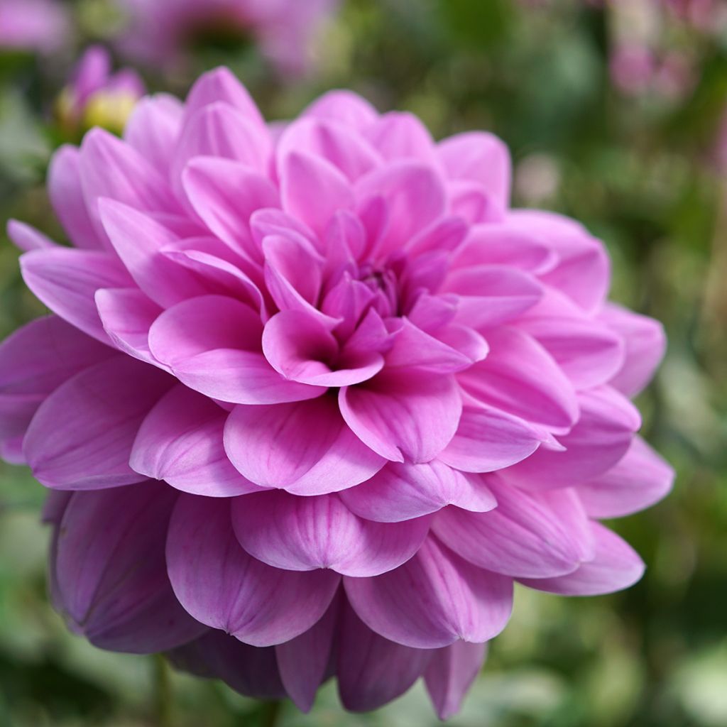 Dahlia camélia Karma Lagoon