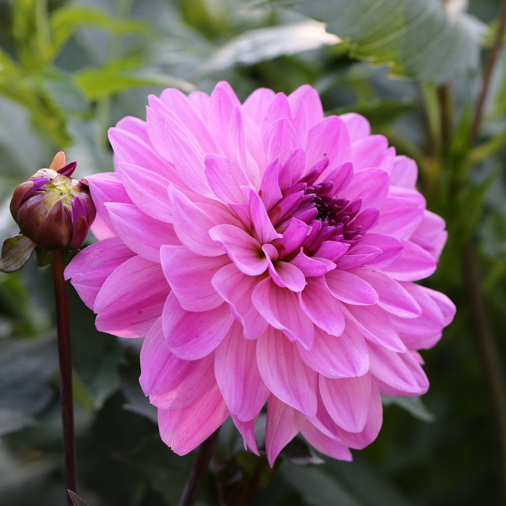 Dahlia camélia Karma Lagoon