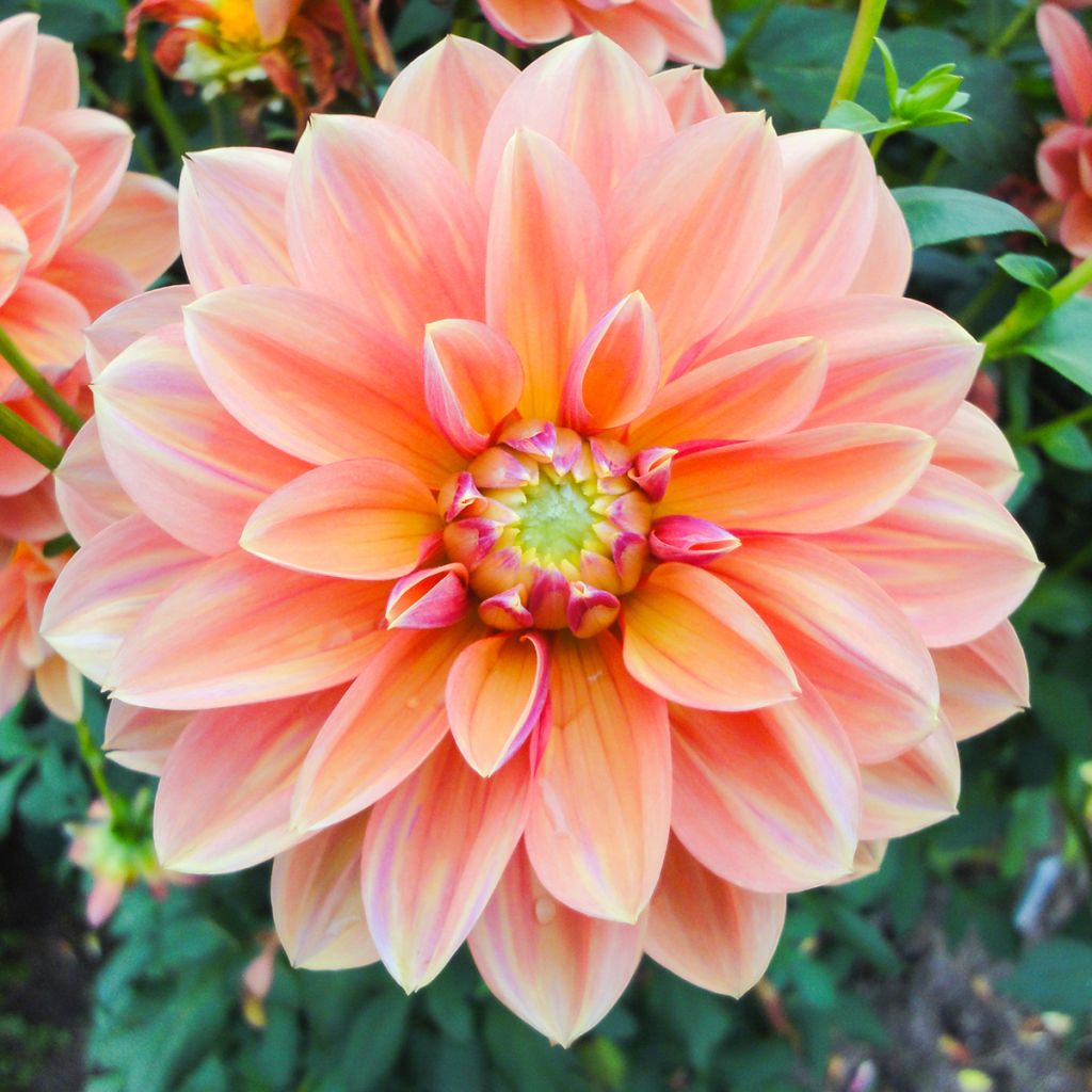 Dahlia camélia Milena Fleur