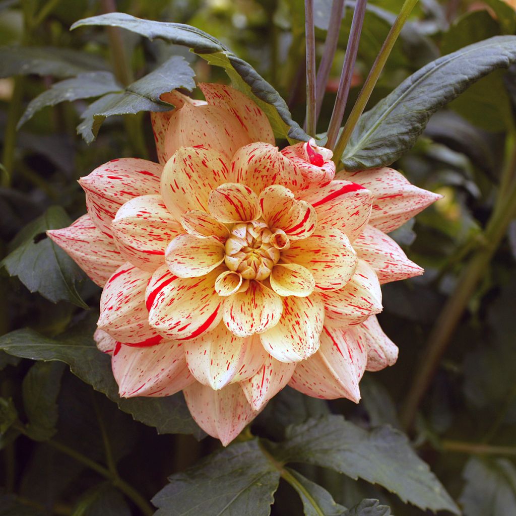 Dahlia camélia Nonette