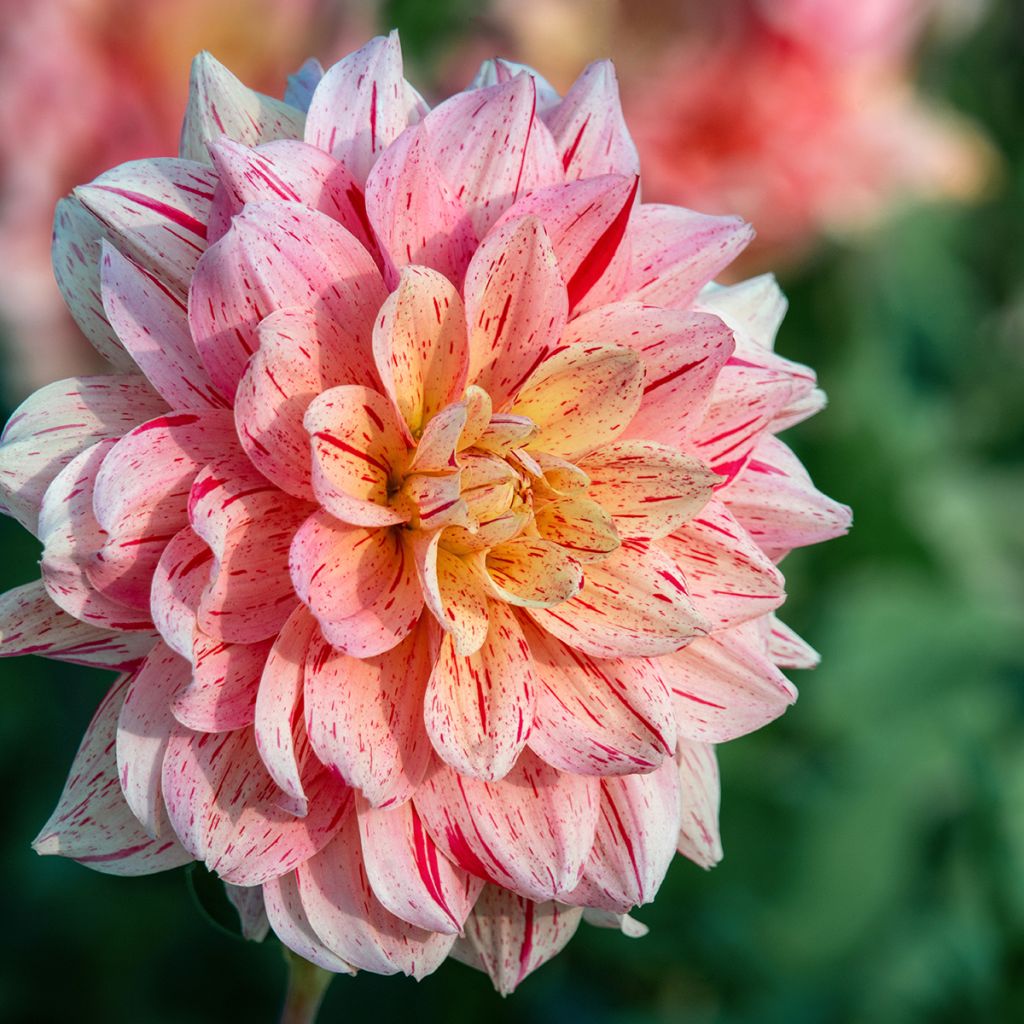 Dahlia camélia Nonette