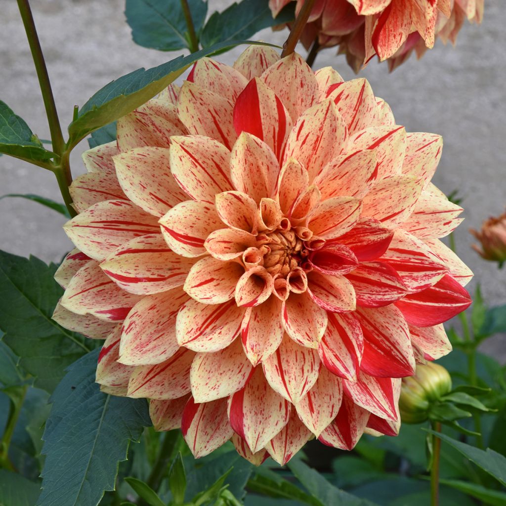 Dahlia camélia Nonette