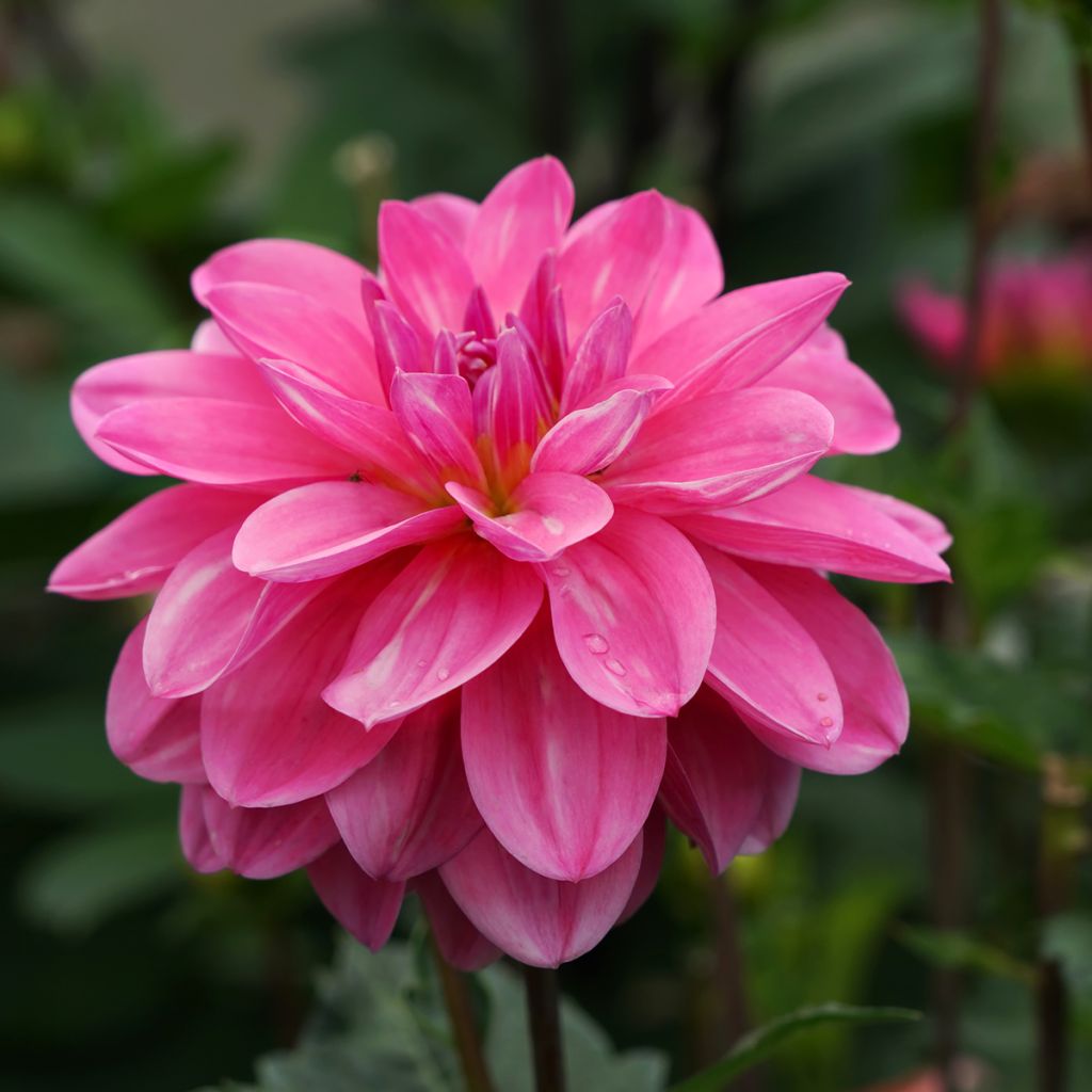 Dahlia camélia Onesta