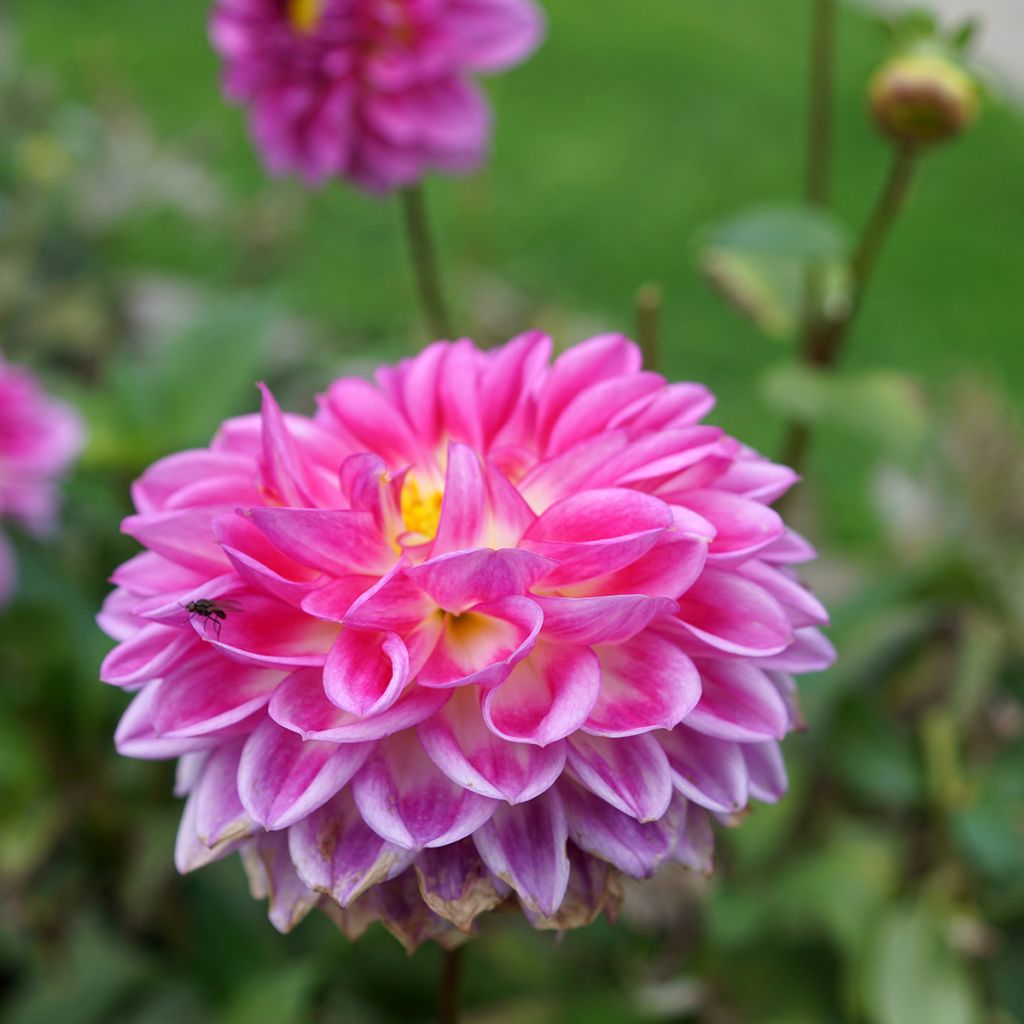 Dahlia camélia Onesta