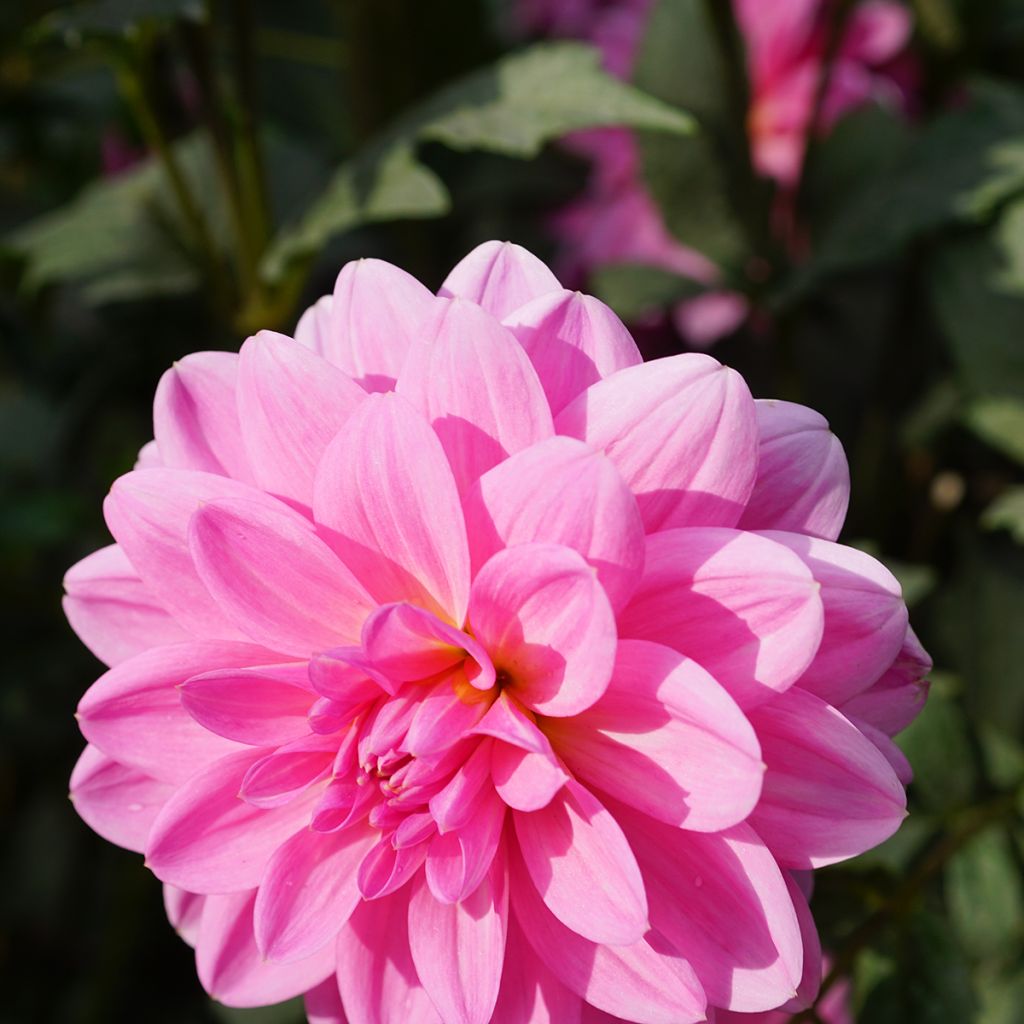 Dahlia camélia Onesta