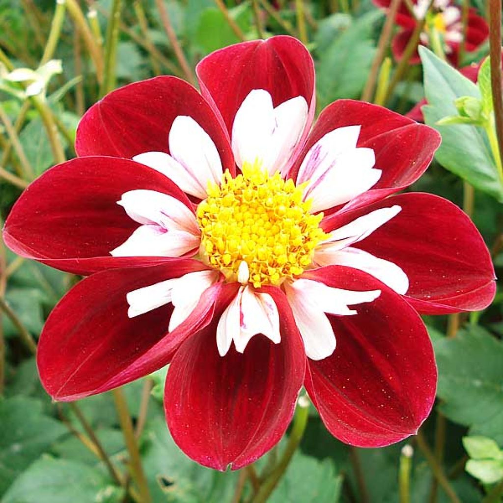 Dahlia Collerette Mary Evelin