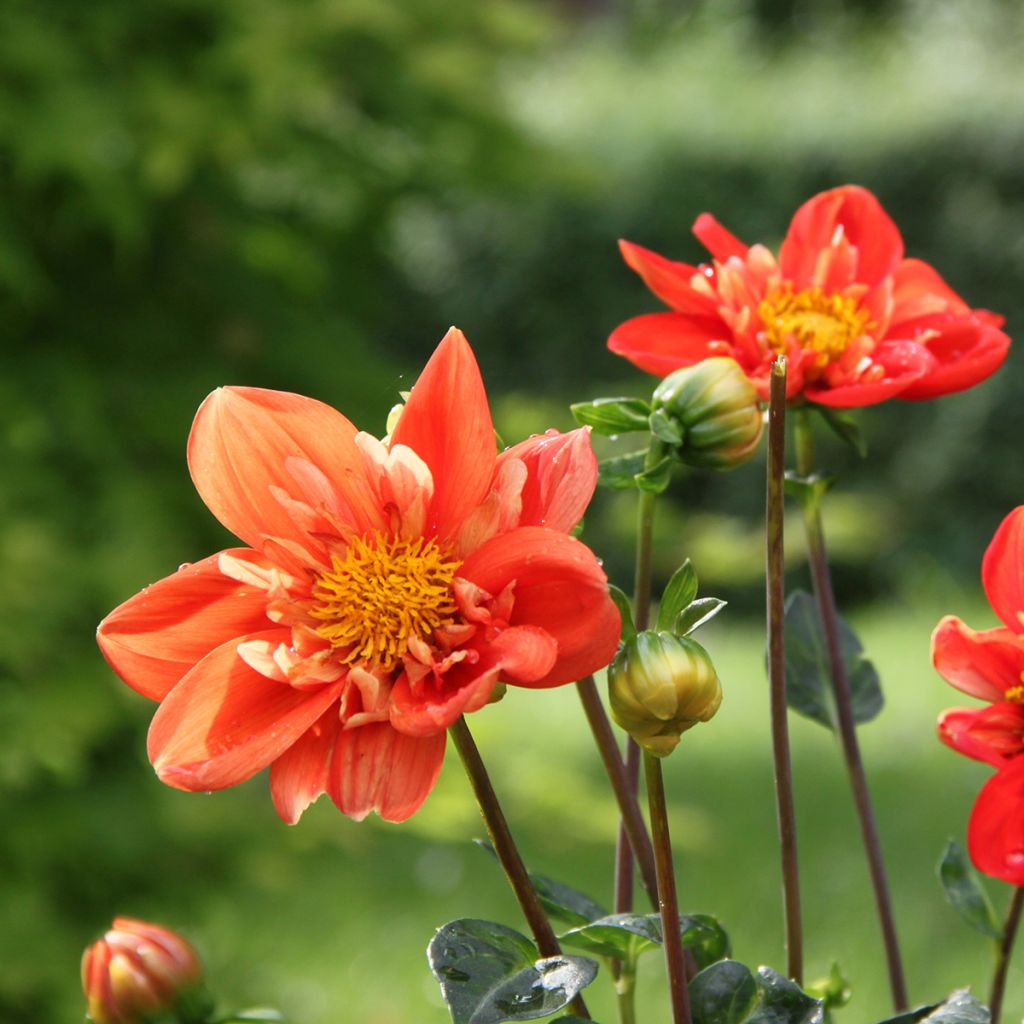 Dahlia collerette Alstergruss