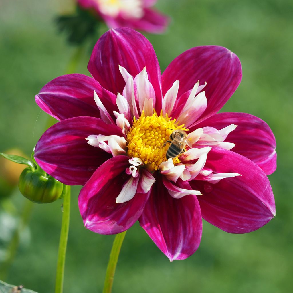 Dahlia collerette Bumble Rumble