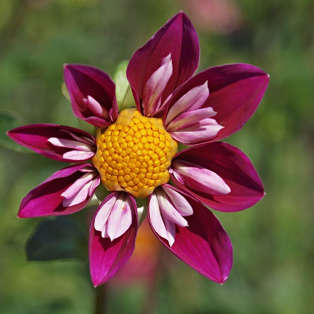 Dahlia collerette Bumble Rumble