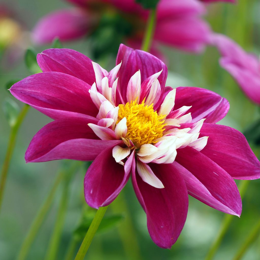 Dahlia collerette Bumble Rumble