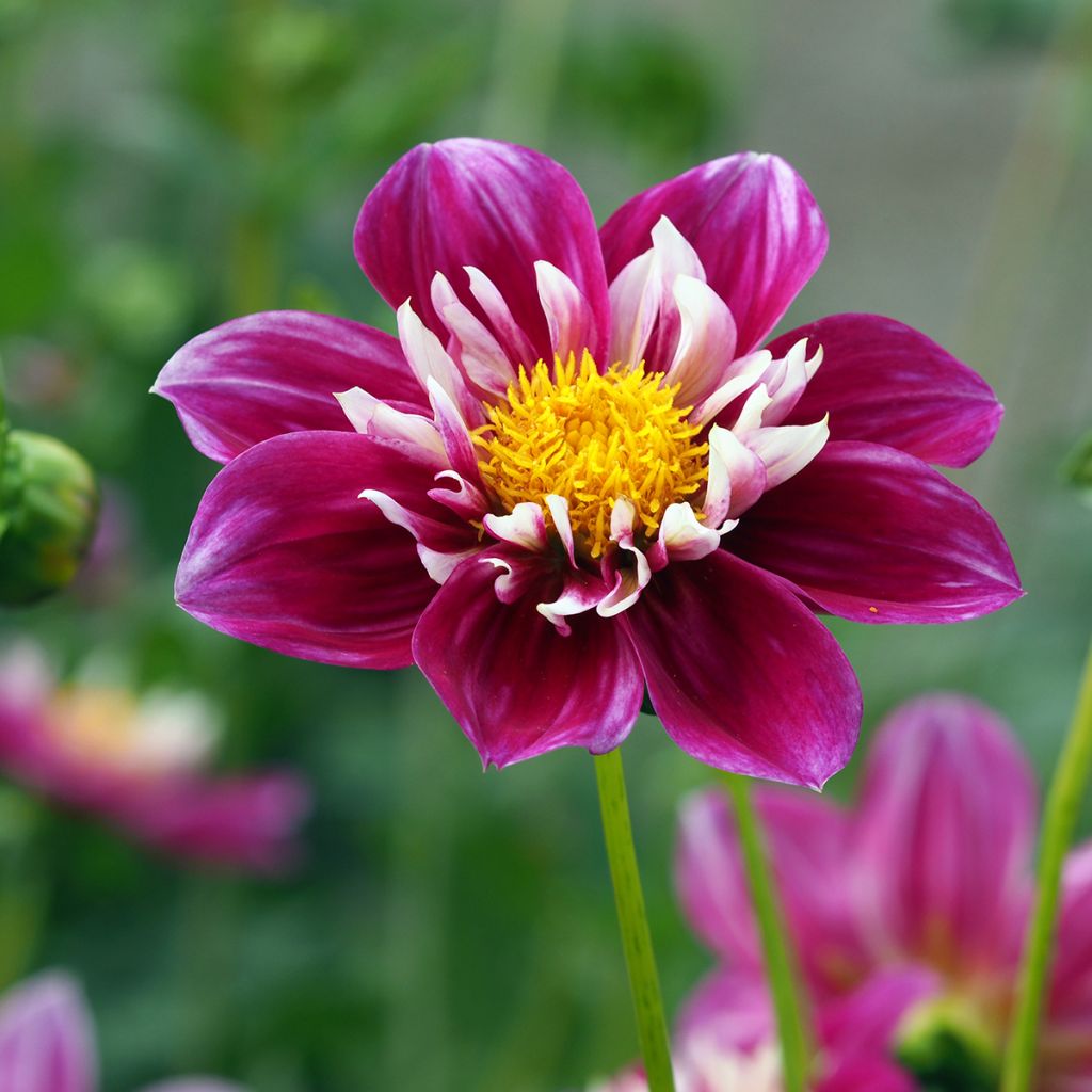 Dahlia collerette Bumble Rumble